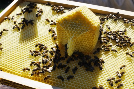 hexa NATURE ORDONNEE LUCE MOREAU