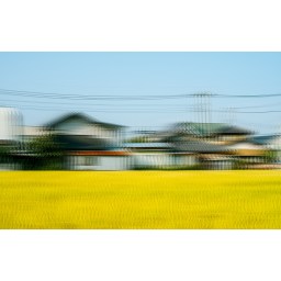 Déjà un an. Déjà un an, avec les rizières jaunes à Takasaki au Japon par Mériol Lehmann