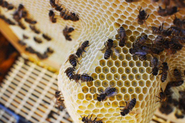 alveoles-luce-moreau