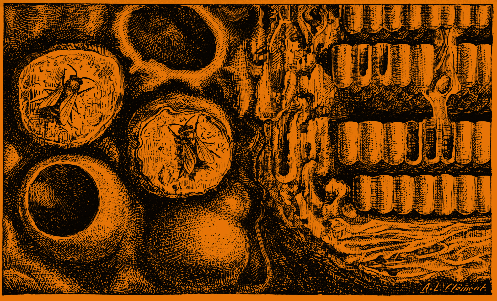 nid_melipone©ProjectGutenberg_cire